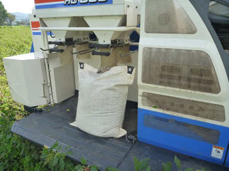 根小屋蕎麦刈り入れ