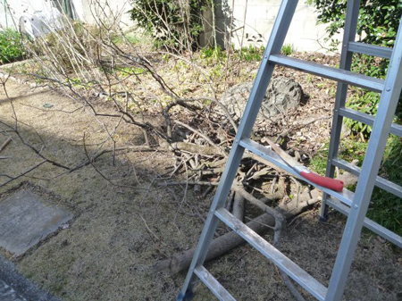 陽当たりを考えながら枝を落とします