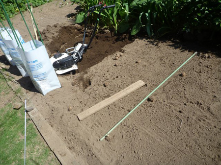 八つ頭の再植え付け