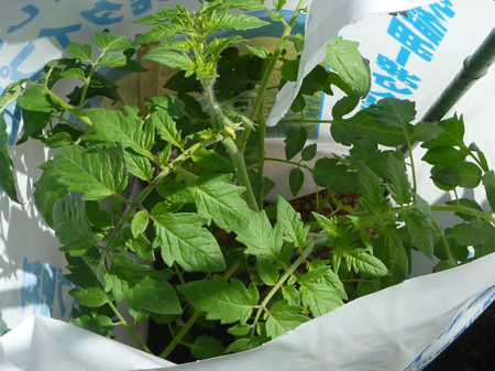 八つ頭の再植え付け