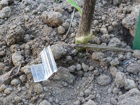 八つ頭の再植え付け