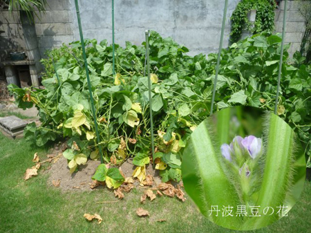 山椒が枯れた