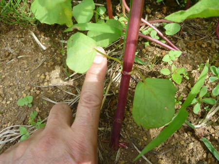 根小屋蕎麦は満開