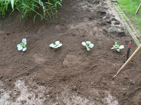 曼珠沙華