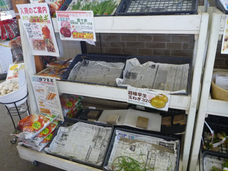 玉葱の定植
