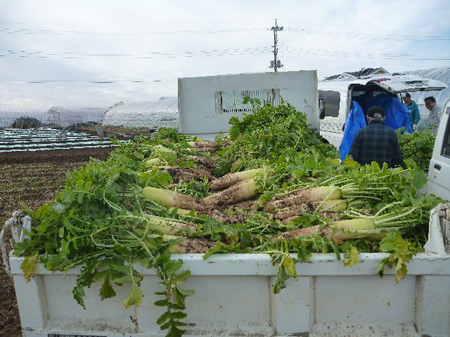 大根抜き