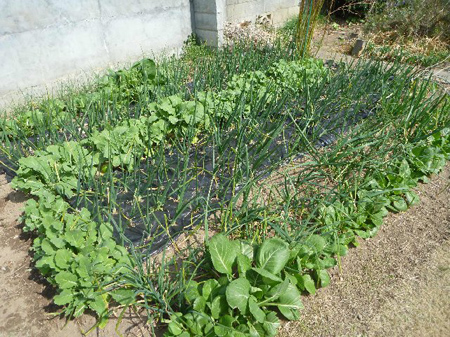 埼玉菜園(育ちすぎた野菜)