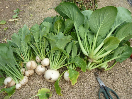埼玉菜園(育ちすぎた野菜)