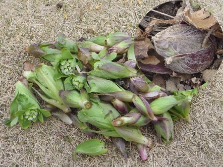 埼玉菜園(育ちすぎた野菜)