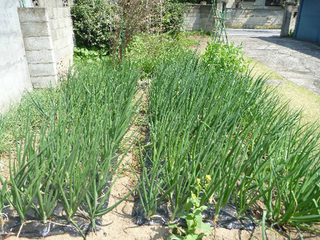 埼玉菜園(玉葱のワケギ)