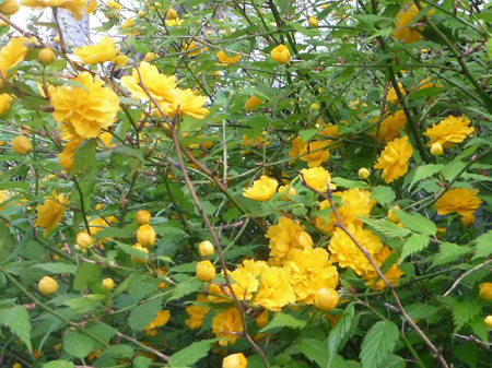 埼玉菜園