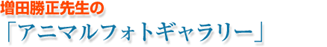 ���c�����搶�́u�A�j�}����t�H�g�M�������[�v