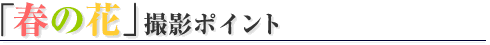 �u�H�̍ʁv�B�e�|�C���g