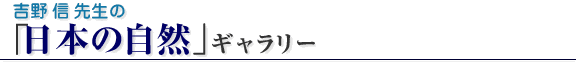 ���c�����搶�́u�A�j�}����t�H�g�M�������[�v