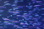 魚の群れ
