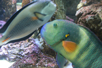 魚のアップ