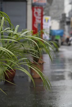 濡れた地面