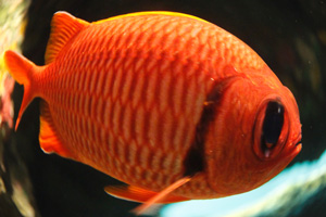 魚眼3