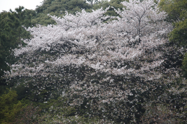 新宿御苑その2
