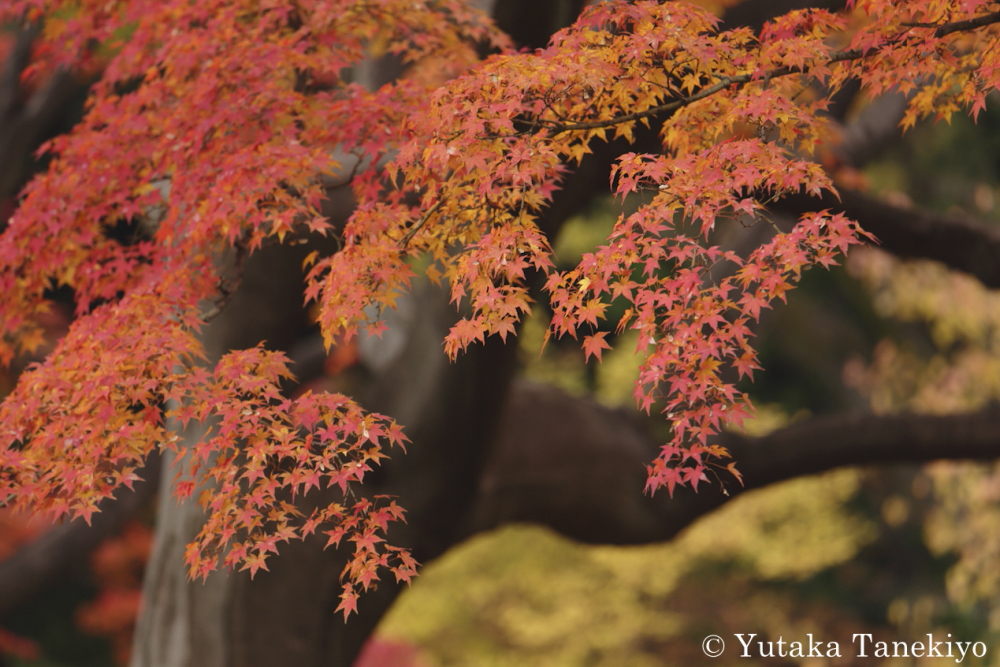 紅葉