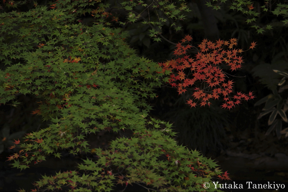 紅葉