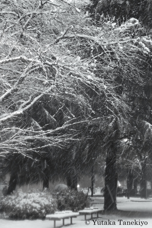 雪スナップ