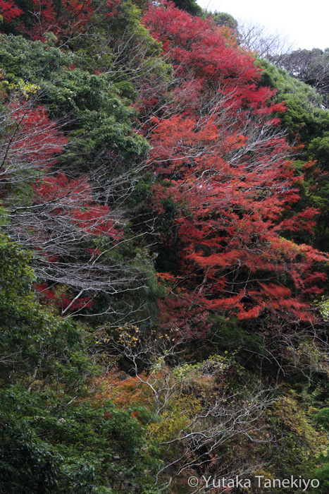 紅葉 2