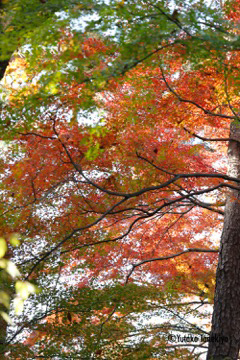 残り紅葉2
